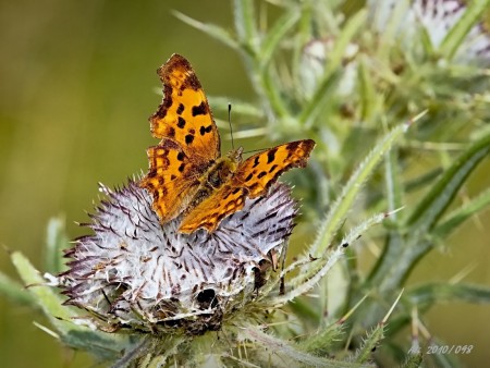 BABOČKA ZUBATOKRÍDLA
